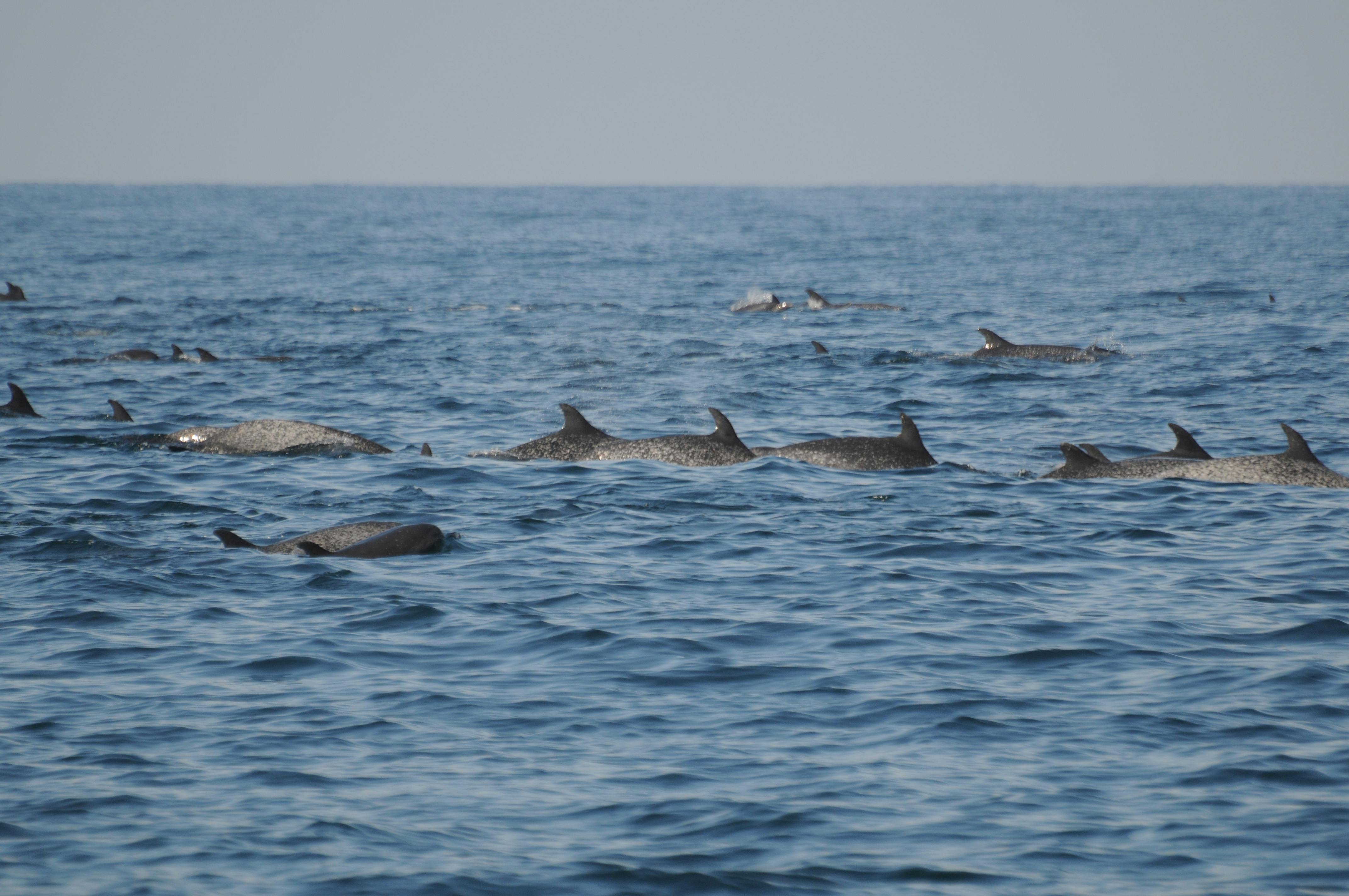 커다란 돌고래 한 마리가 맑은 하늘 아래 바다 표면에 바짝 붙어 헤엄치고 있습니다.