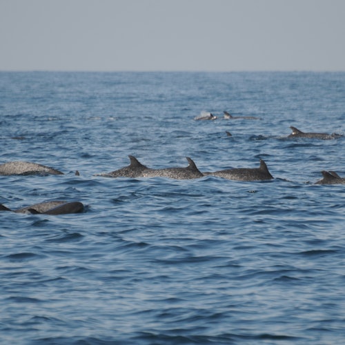Wild Dolphins Tour & Snorkeling