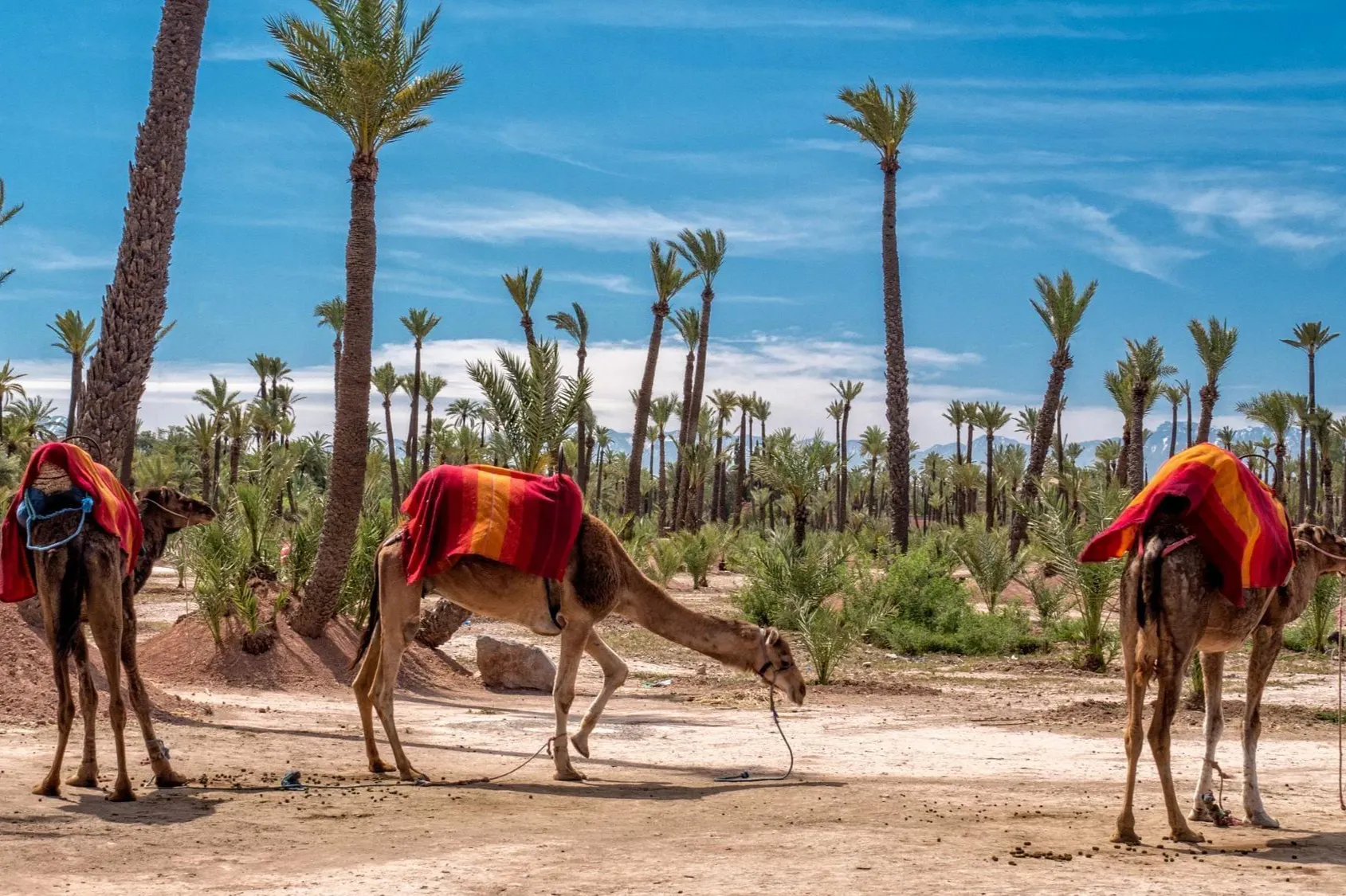 Marrakesh: Sightseeing Tours