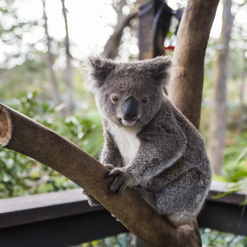 Sydney iVenture Unlimited Attractions Pass: 30+ Attractions for 2-5 Days - Photo 2