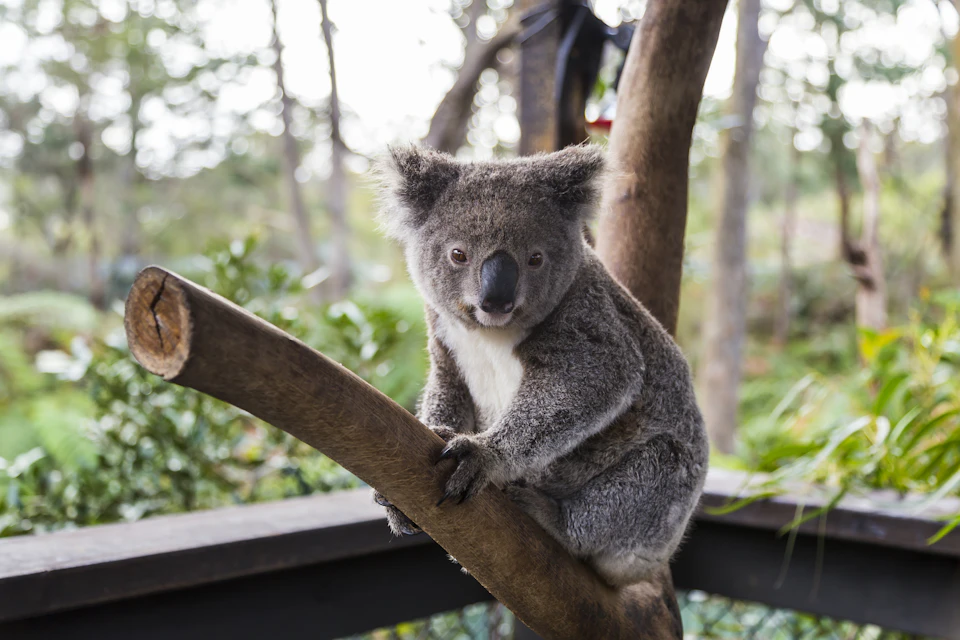 A koala clings to the forked branch of a tree in a lush, green environment.