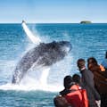 Przełamywanie Humback Whale i Puffin Island