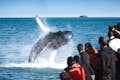 Breaching Humback walvis en Puffin Island