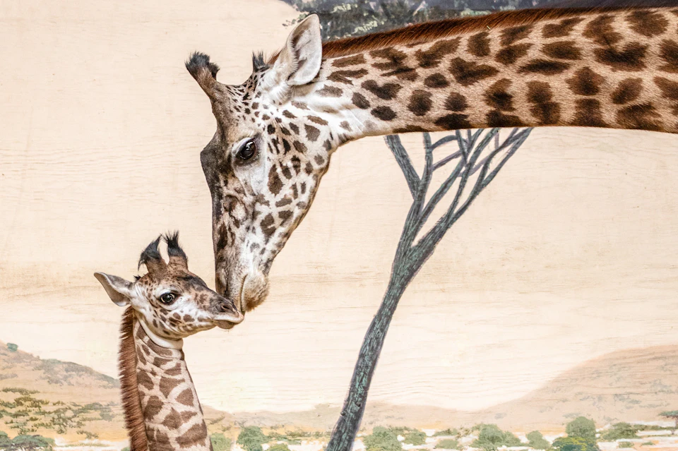 A mother giraffe nuzzling her calf against a backdrop of a painted savanna scene with trees and grassland.