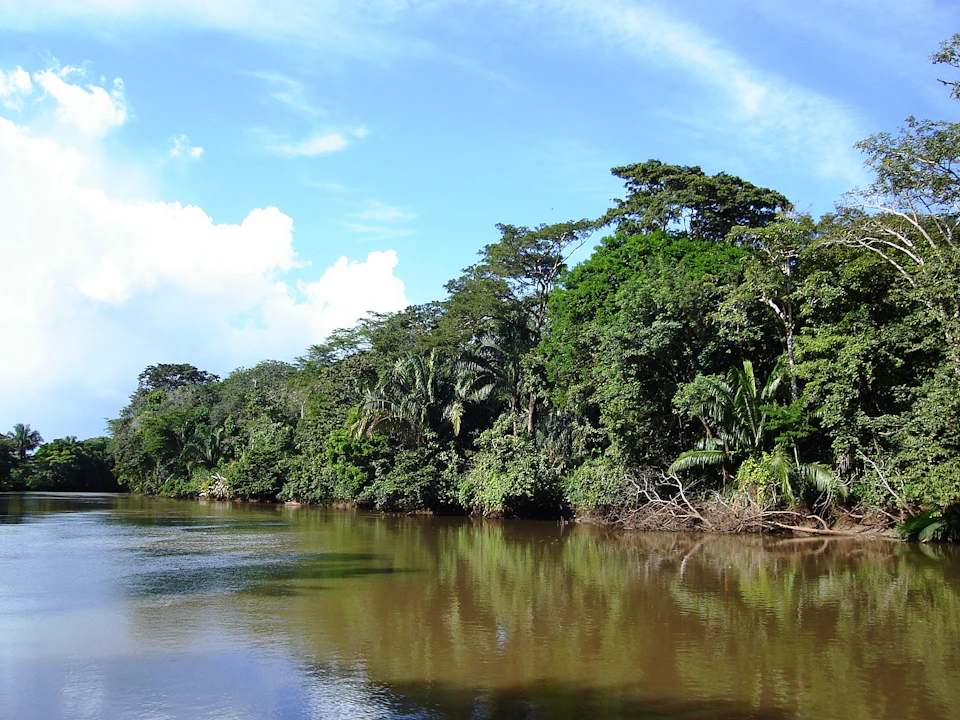 A tranquil river flows alongside dense, lush rainforest foliage with a bright blue sky above.