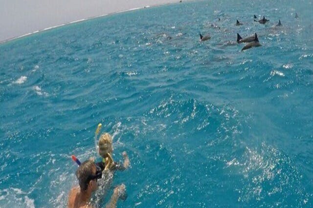 Κολύμβηση με αναπνευστήρα με δελφίνια