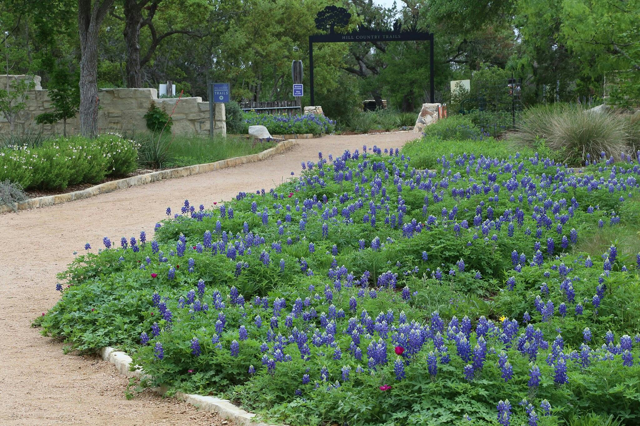 A gravel path lined with blooming bluebonnet flowers in a garden with lush green trees and a stone wall. Sign reads "HILL COUNTRY TRAILS."