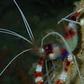 colourful shrimp