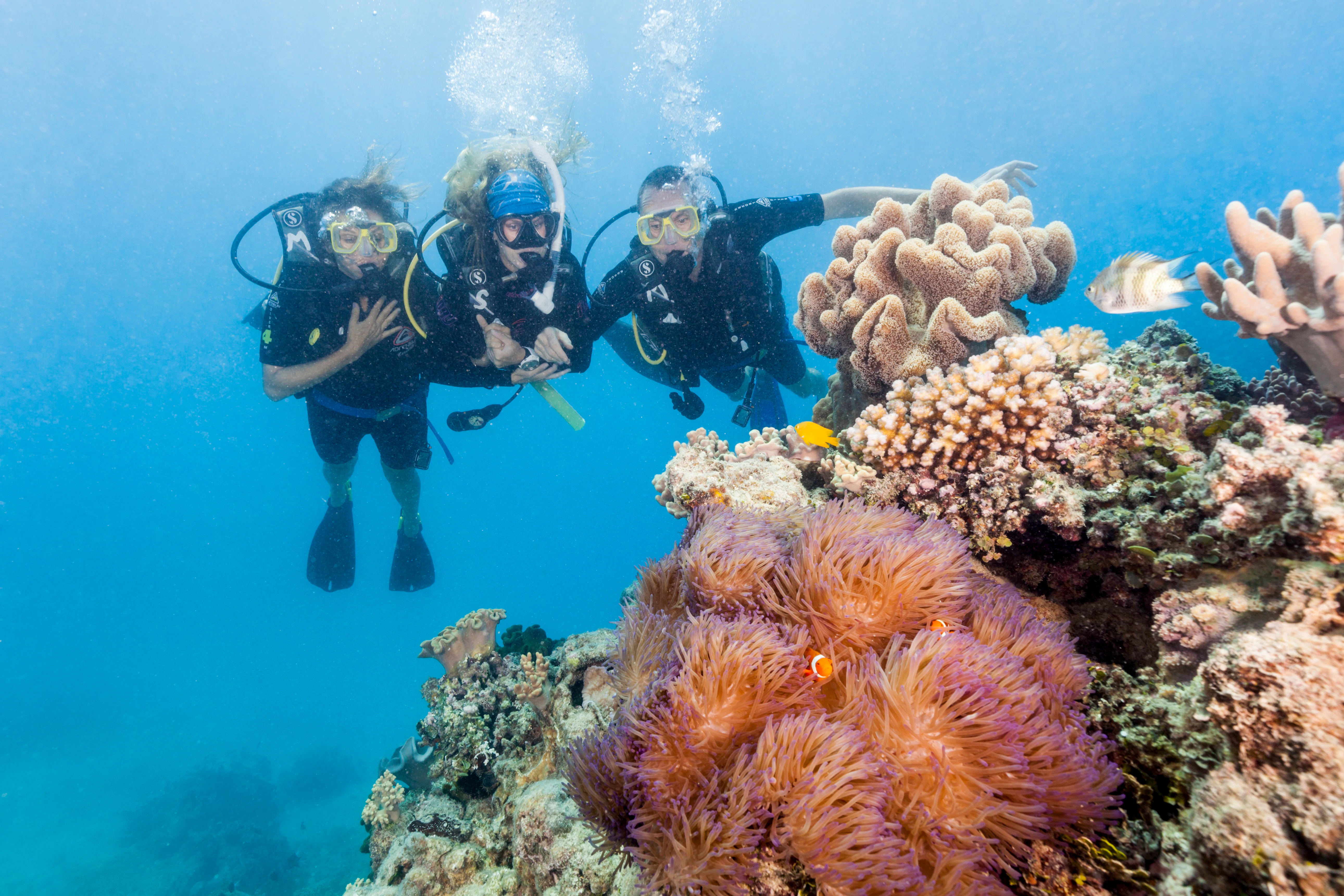 Great Barrier Reef: Guided Boat Tour from Cairns + Snorkelling + Lunch