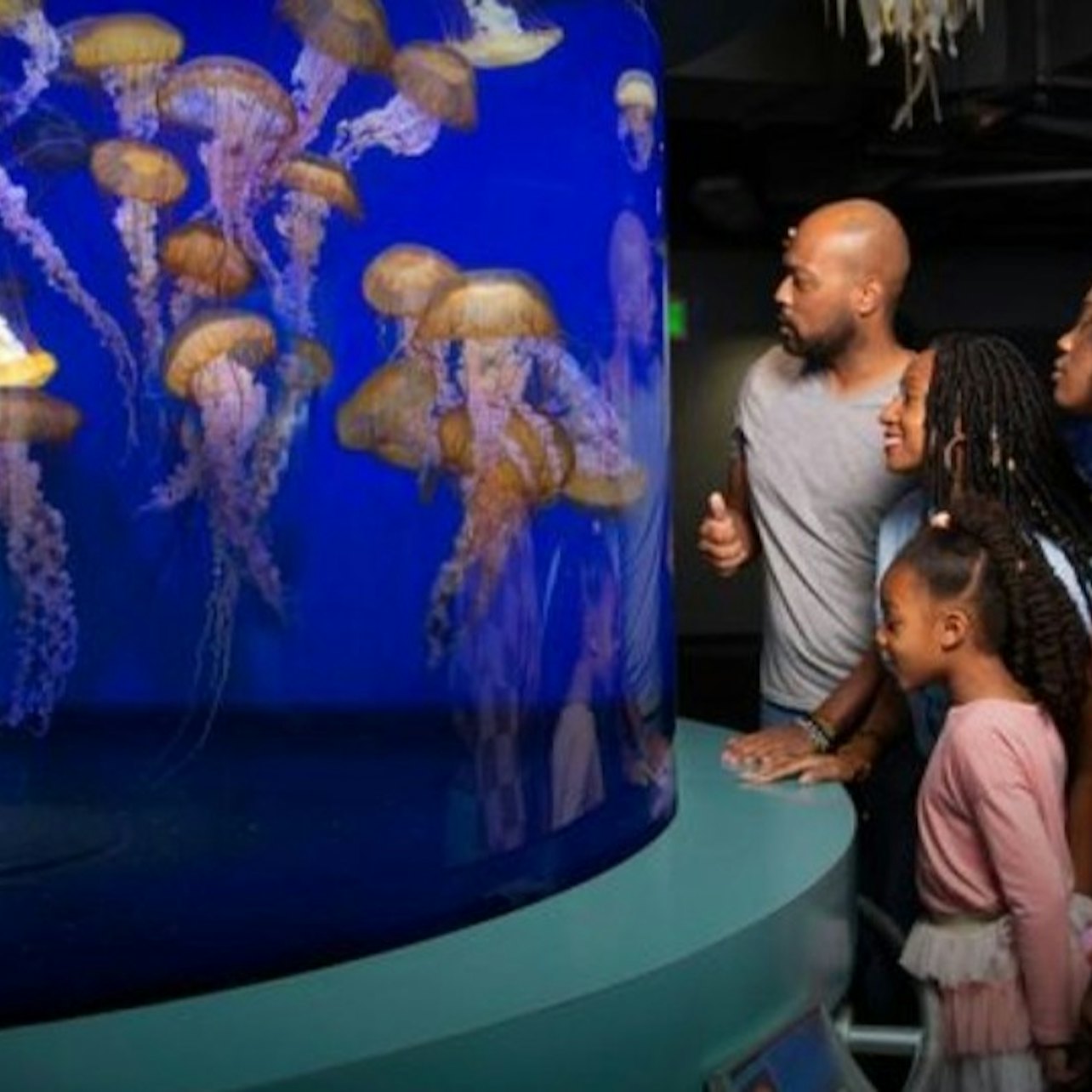 Aquarium of the Pacific: sem filas - Acomodações em Los Angeles