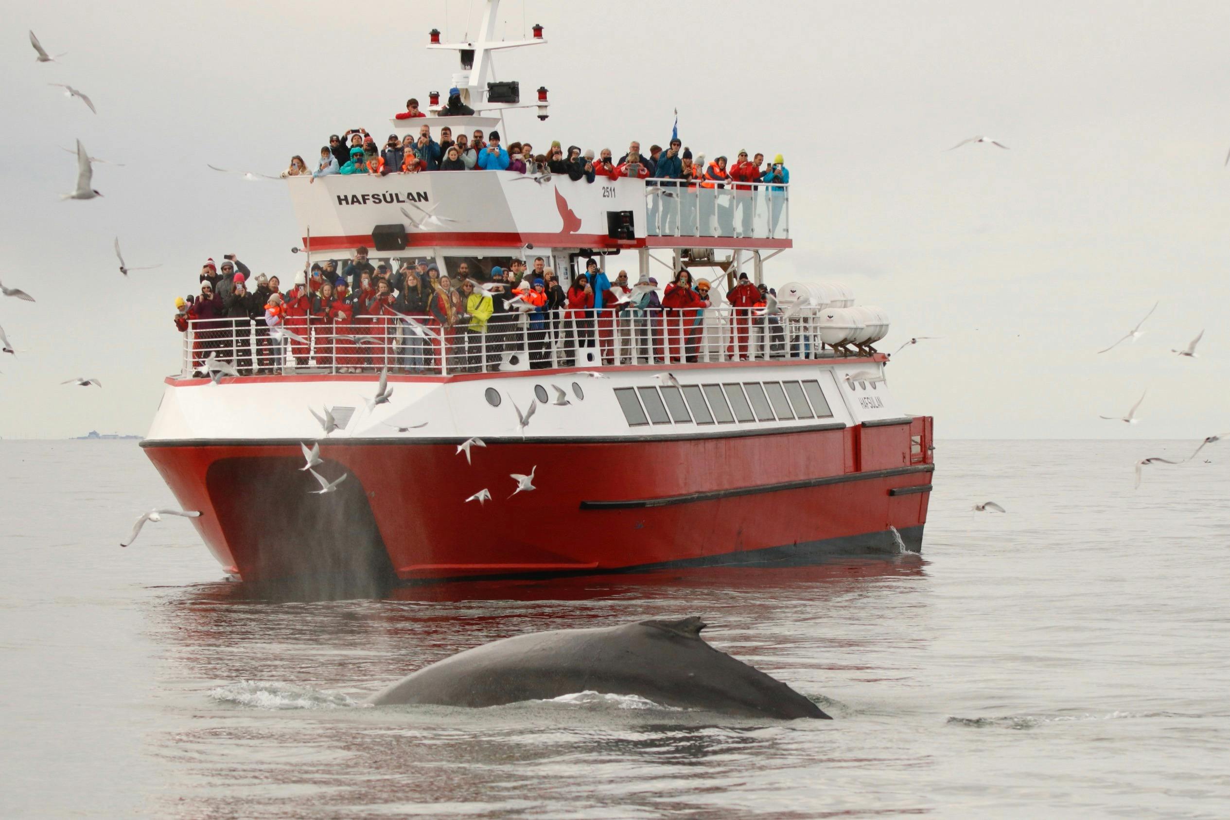 A red and white catamaran boat full of people watching a humpback whale rise from the sea. lots of birds are flying around.