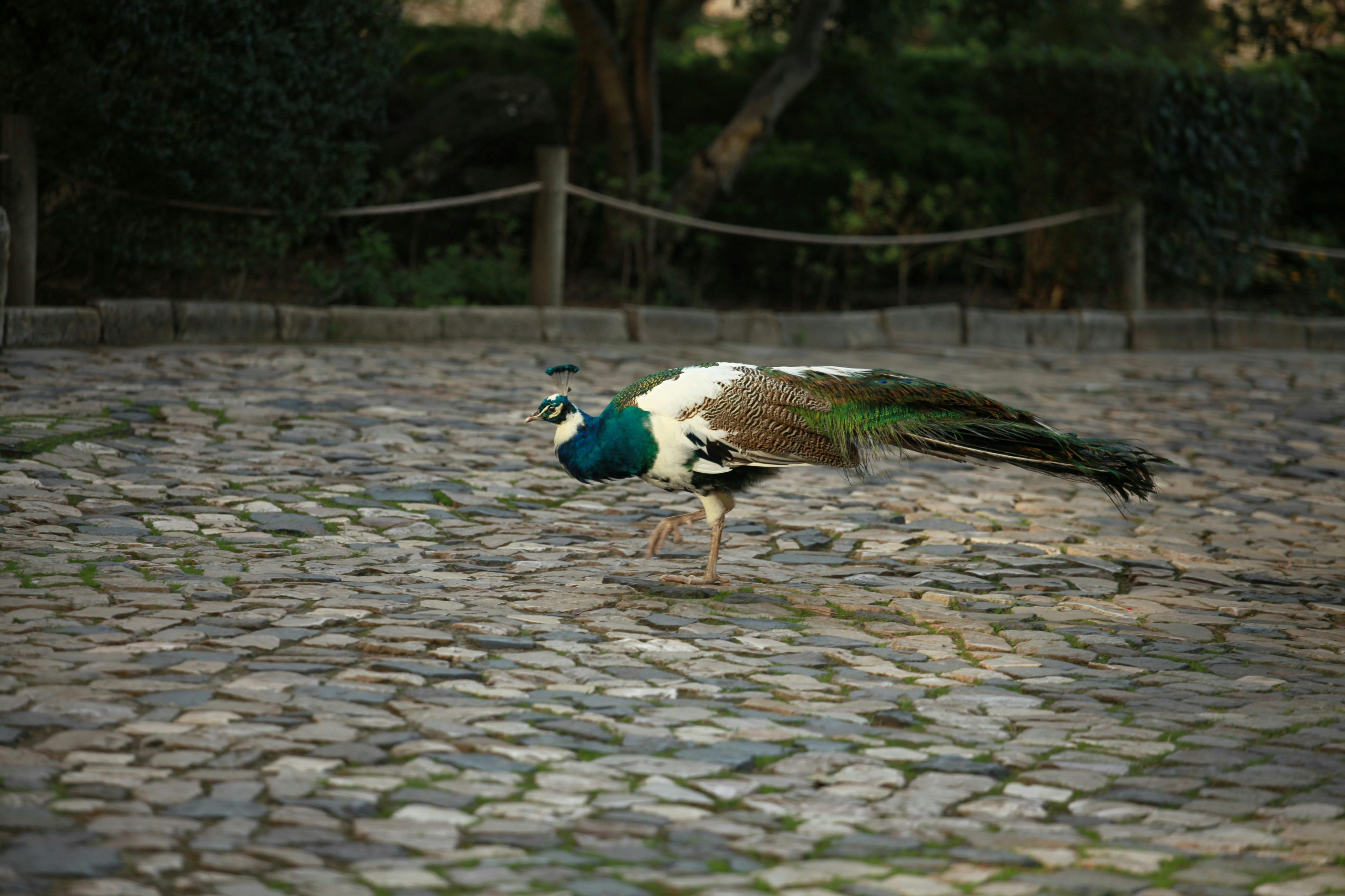Peacock