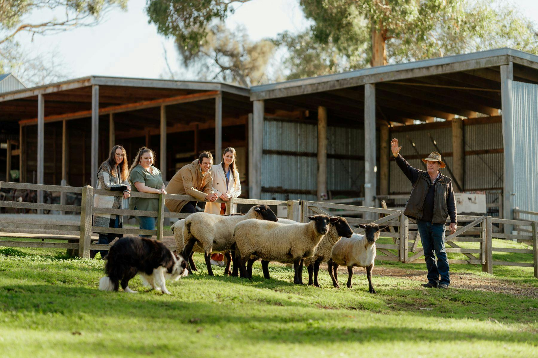 四个人站在木栅栏后面，在质朴的谷仓附近的草地上看着一只绵羊和一只狗。
