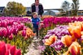Experiência com tulipas em Amsterdã