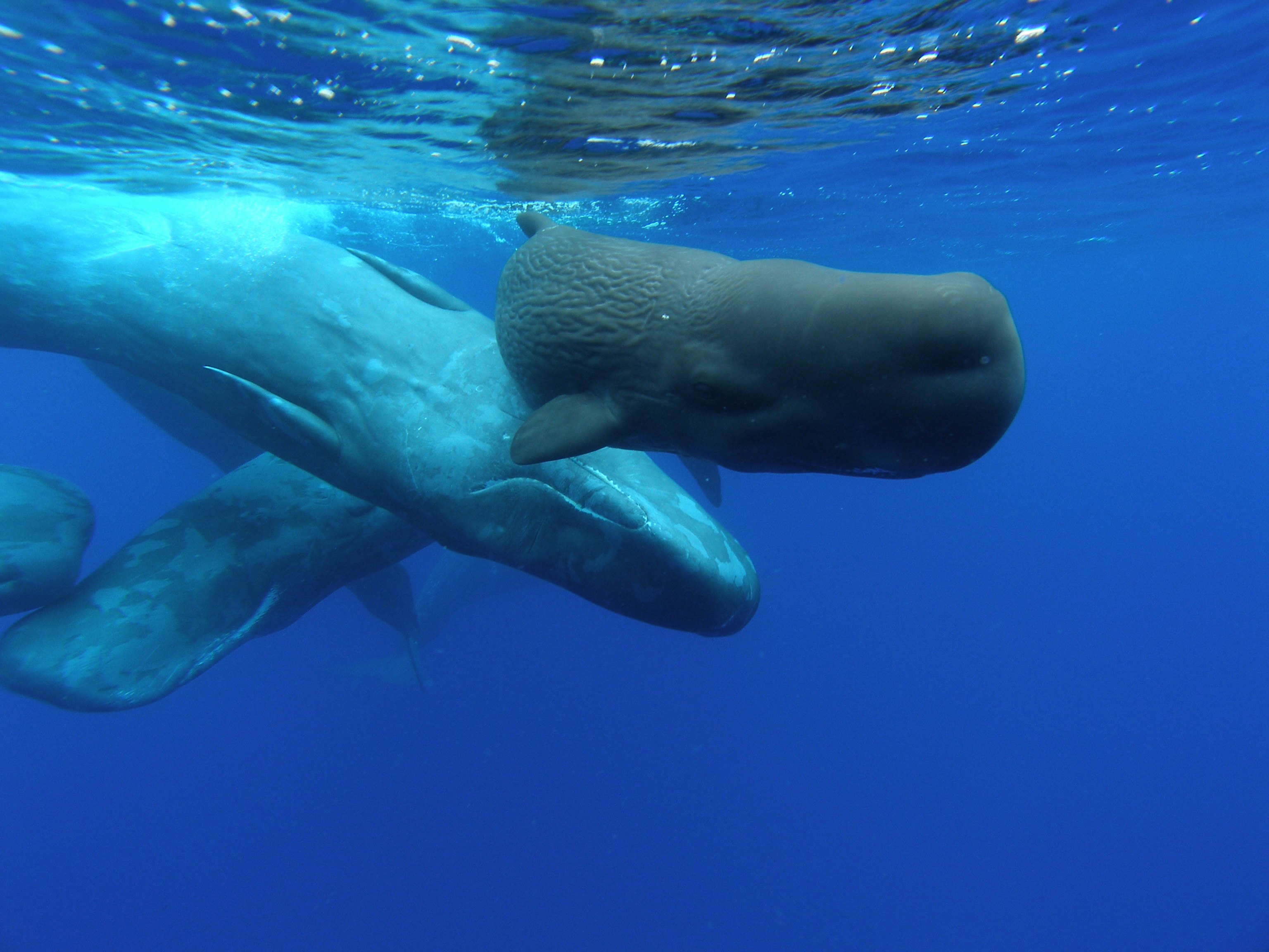 Whale and Dolphin Watching Cruise from Ponta Delgada