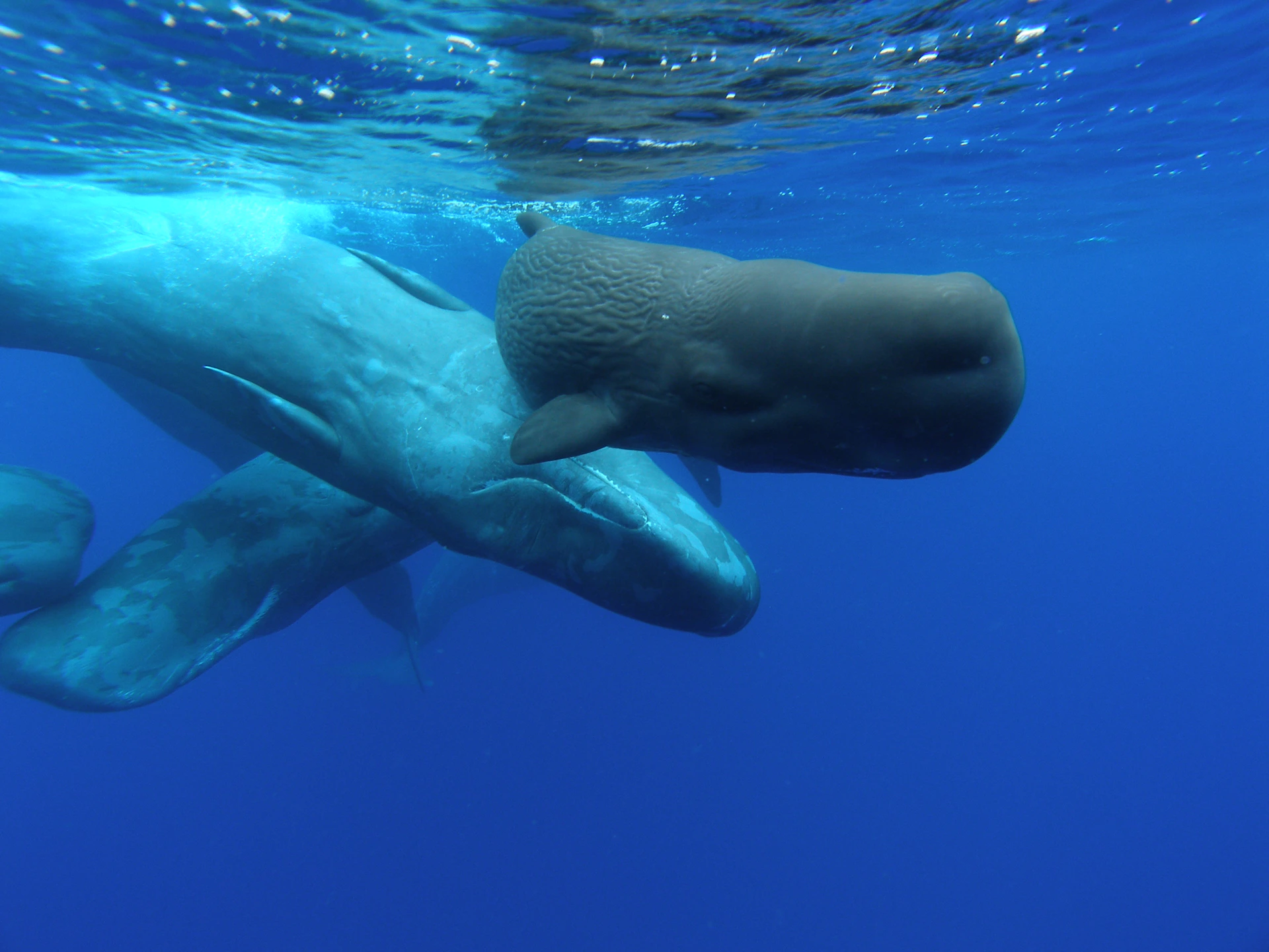 Underwater view of three sperm whales swimming. The blue ocean water is clear, highlighting the whales' large bodies and distinct heads.