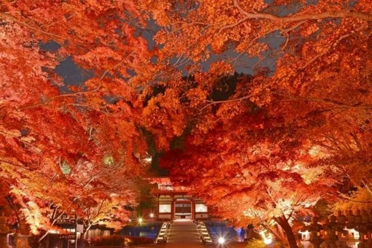 A temple surrounded by vibrant red autumn foliage, illuminated by lights during the evening, creating a serene atmosphere.