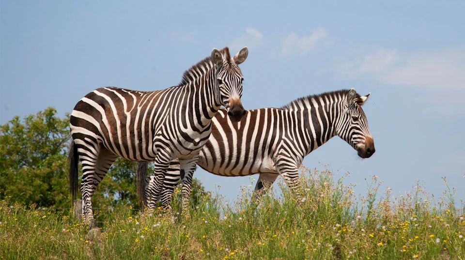 Two zebras standing in a grassy field under a clear blue sky.