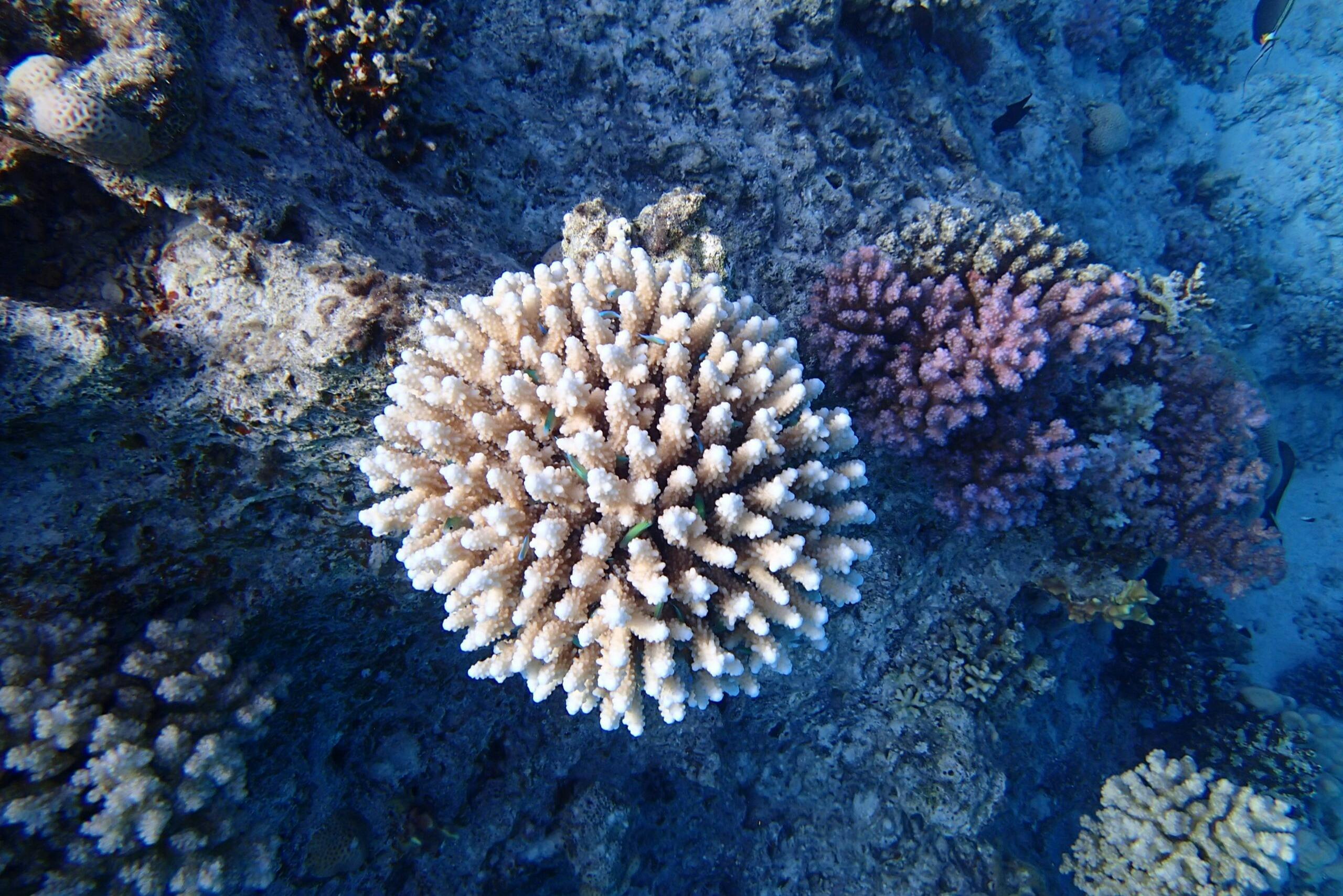 Sataya珊瑚礁浮潜