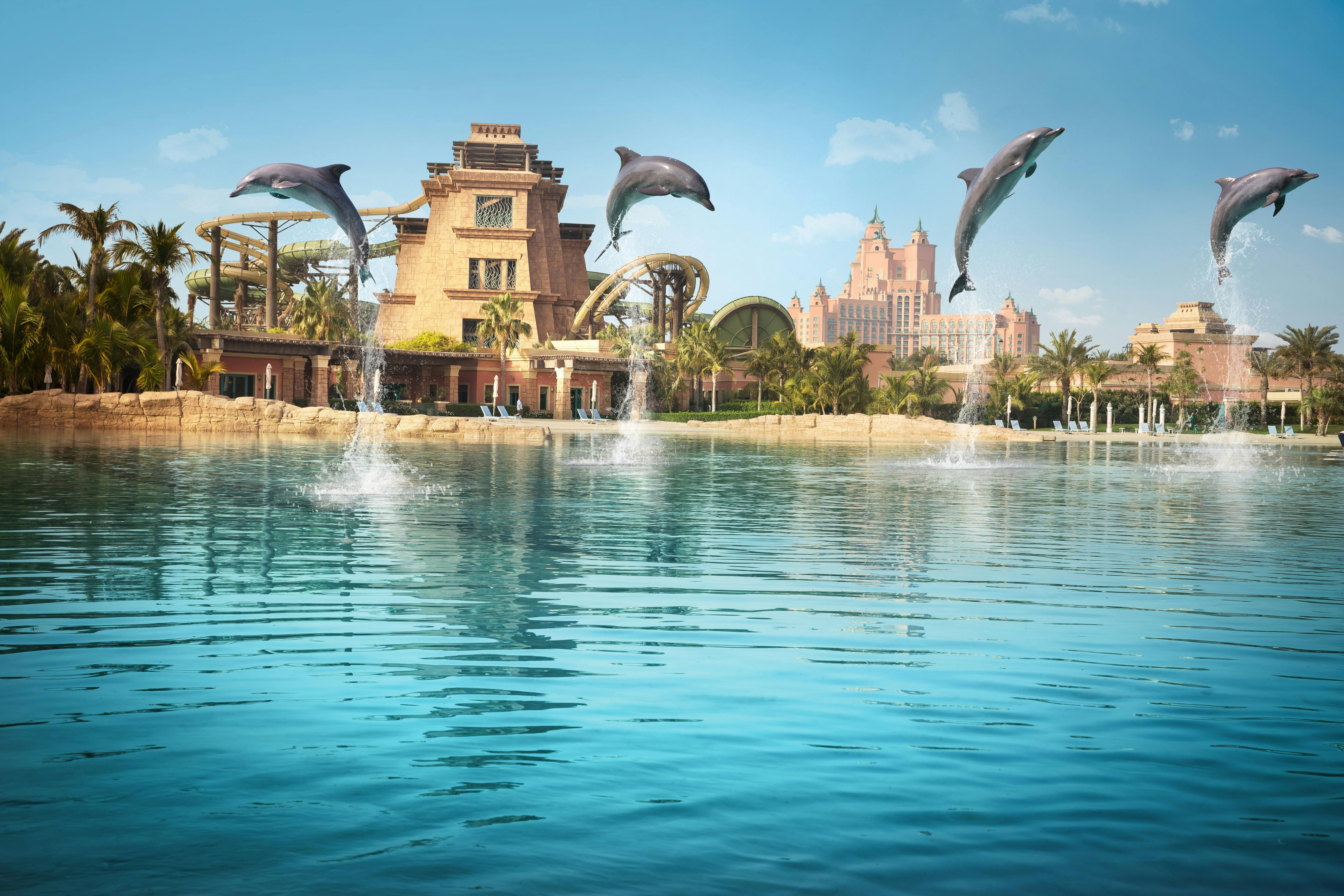 Four dolphins jumping out of a large pool with a waterslide tower and palm trees in the background.