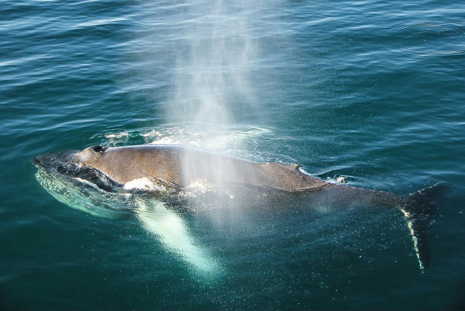 浮出水面的座头鲸