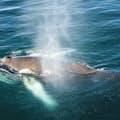 Humpback whale surfacing