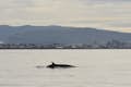 Minke whale dorsal fin emerging from the water. In the background is a city in front of mountains.
