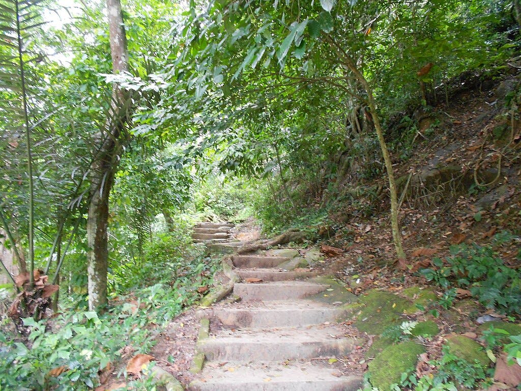 石阶蜿蜒穿过茂密的绿色丛林，两侧有树木和树叶。