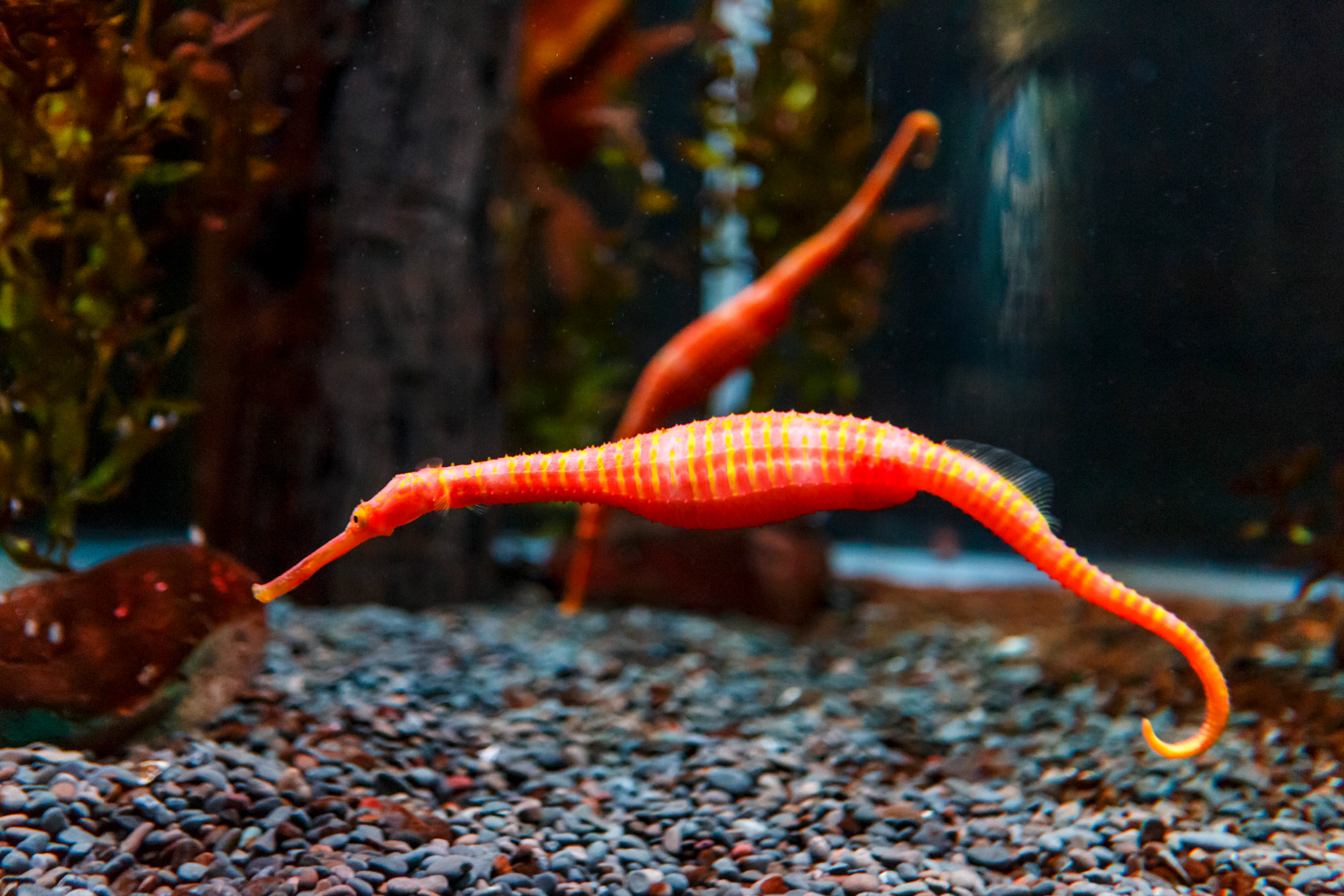Auckland Sea Life Kelly Tarlton's Aquarium Tickets