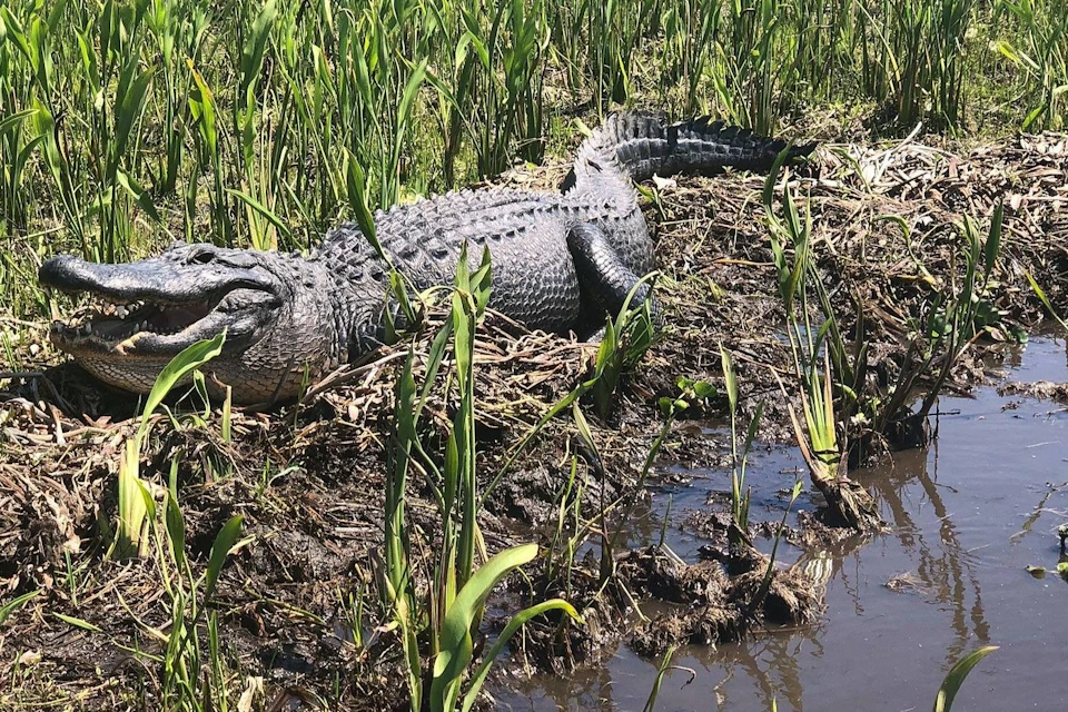 An alligator lies on muddy ground among tall grasses near a small body of water in a natural wetland area.