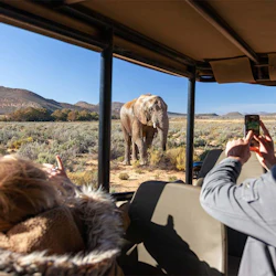 Cape Town: Full-Day Guided Safari + Roundtrip Transfer + Lunch 4