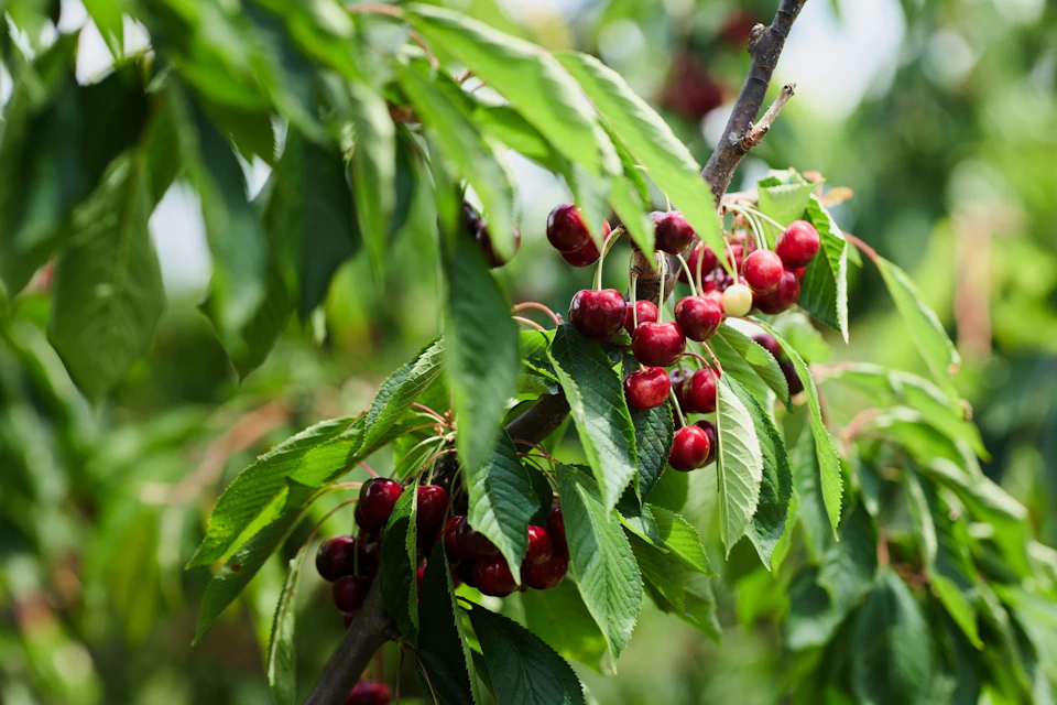 Ripe red cherries hanging from a tree branch with green leaves.