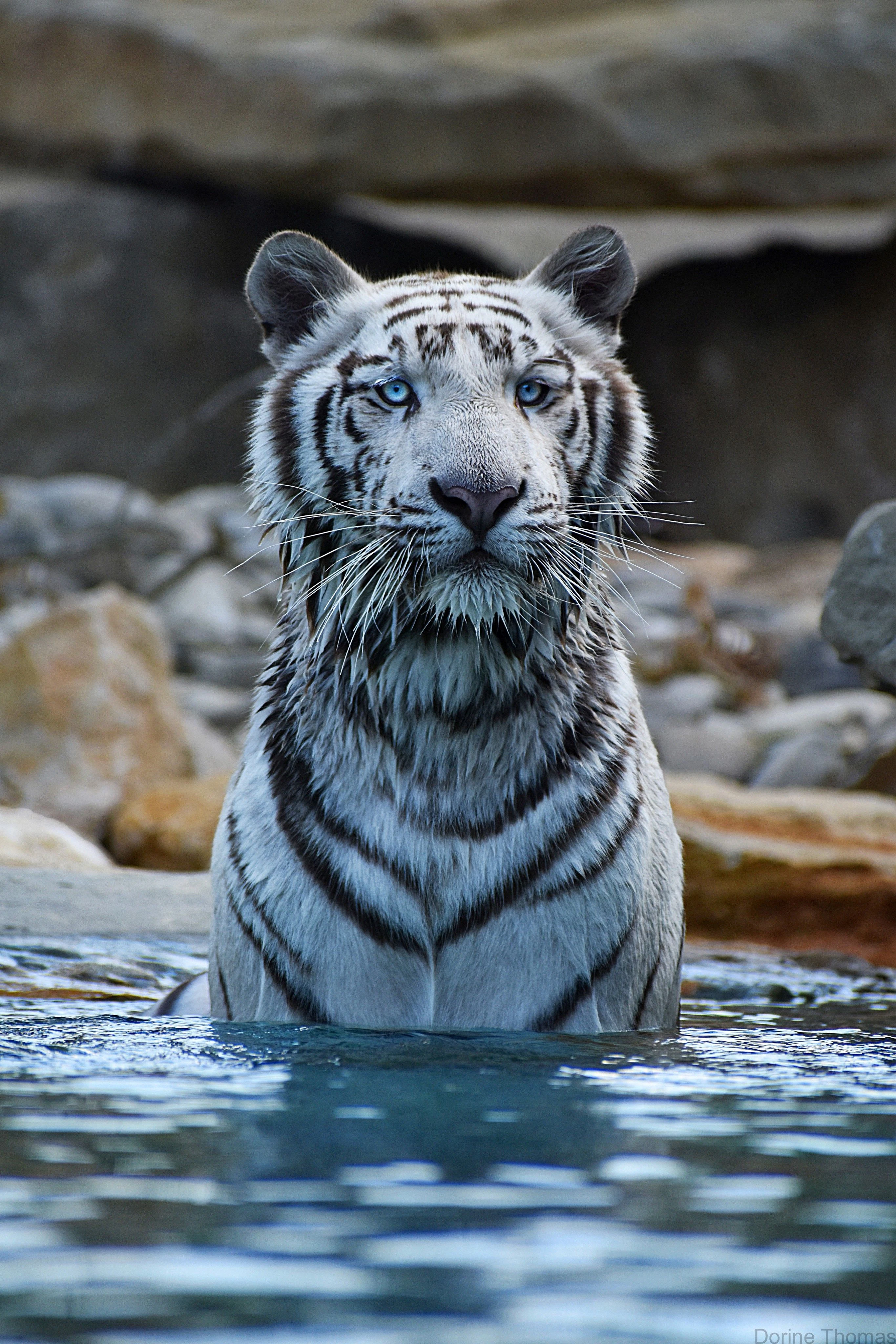 Barben Animal Park: bilhete de entrada + Vélodrome do CEPAC: Visita autoguiada