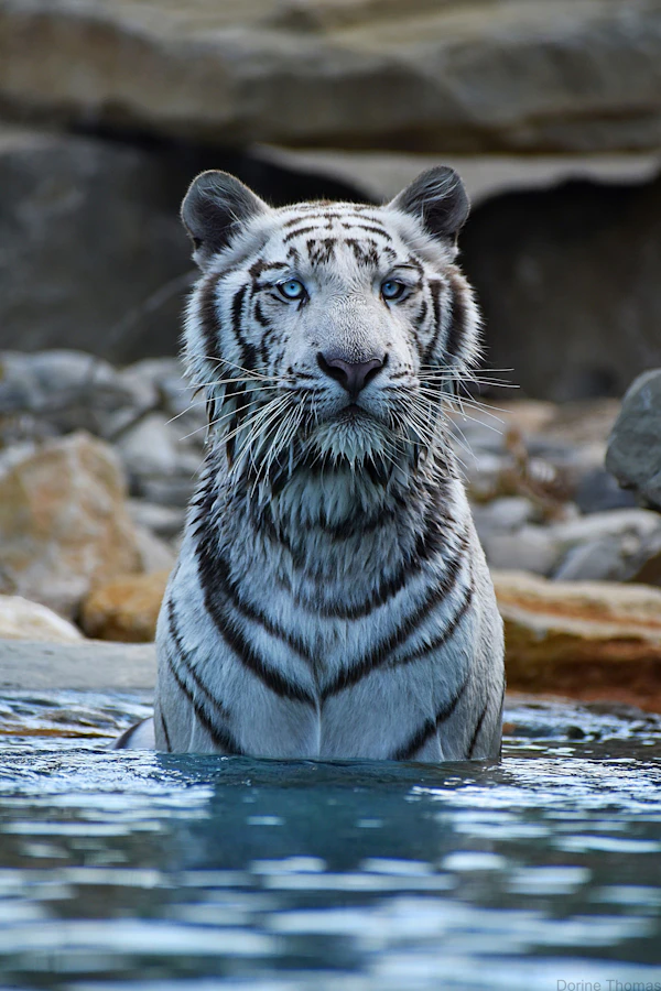 Kaatsheuvel Efteling Themapark Tickets