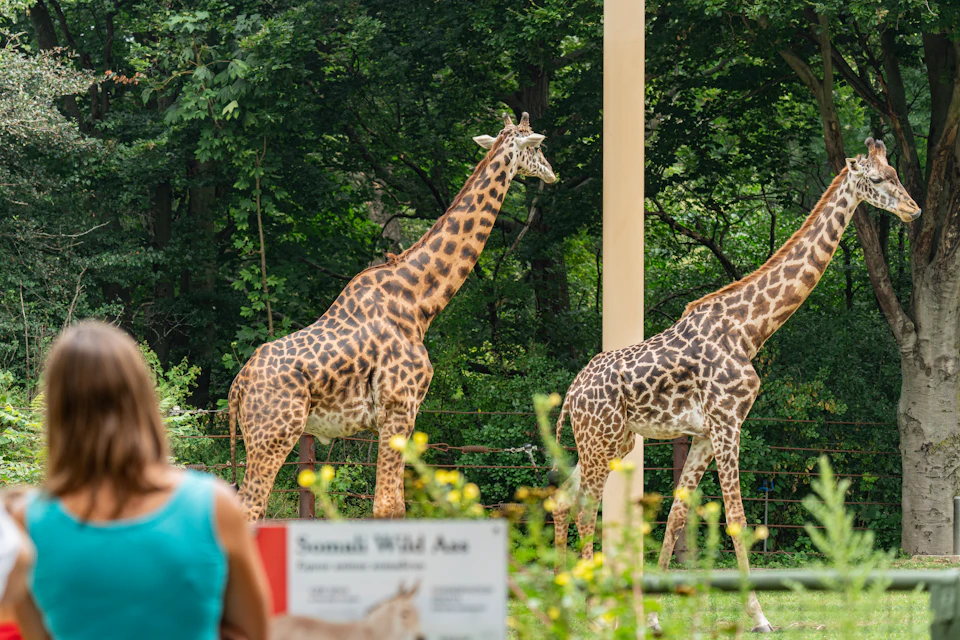 Two giraffes standing in an enclosure with a sign about Somali Wild Ass in the foreground and a person in blue on the left.