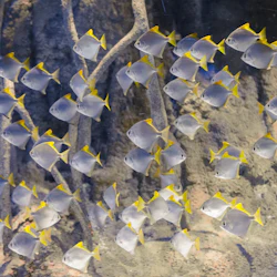 En skola av silverfiskar med gultoppade fenor simmar framför undervattensrötter mot en stenig bakgrund.