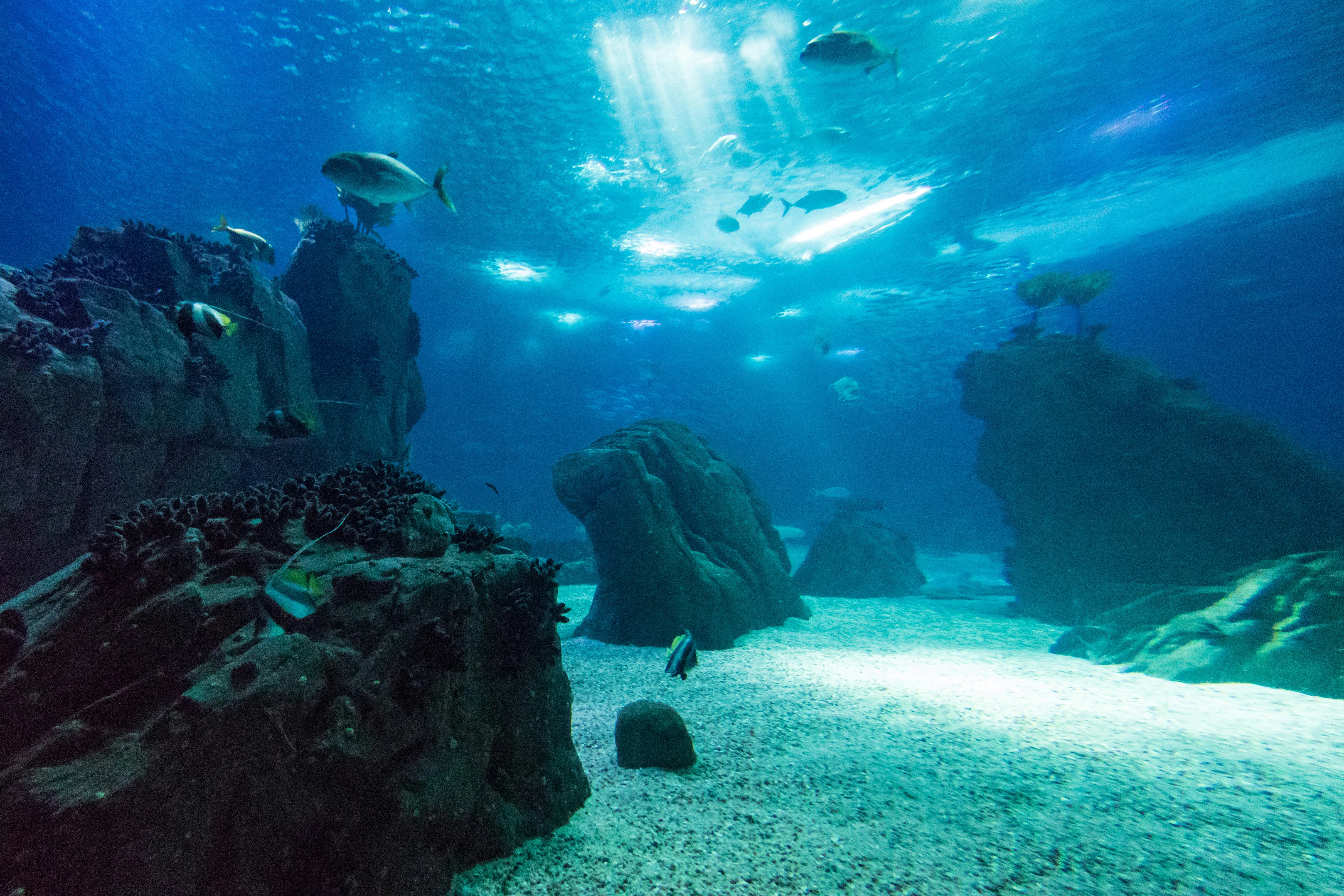 Cancún: MUSA Underwater Museum, Jungle Speedboat & Snorkel Tour