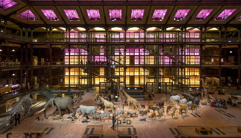 A museum exhibit featuring a wide range of animal taxidermy, including elephants, giraffes, and zebras, with purple-lit windows above.
