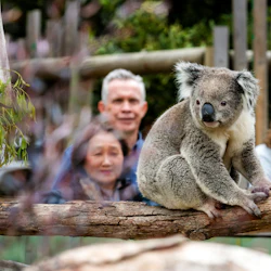 Penguin Parade + Moonlit Sanctuary Wildlife Park: Day Trip from Melbourne 4