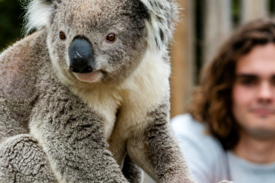 Koalas at Moonlit Sanctuary
