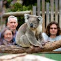 Koala's bij Moonlit Sanctuary