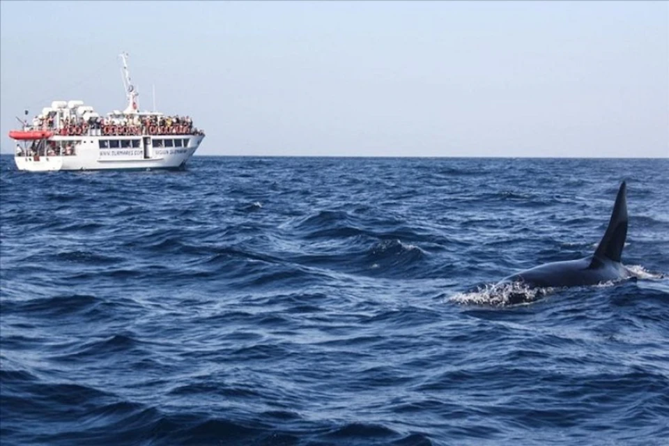 A boat full of people watching a whale swimming in the ocean under a clear sky.