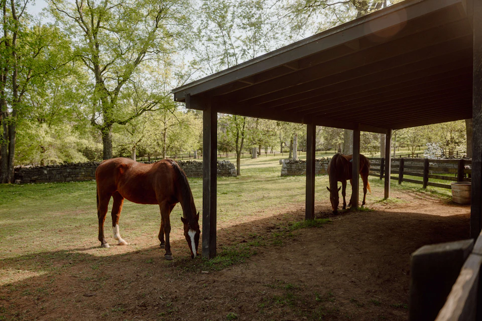 Two horses grazing under and next to a wooden shelter in a tree-filled paddock with sunlight filtering through.
