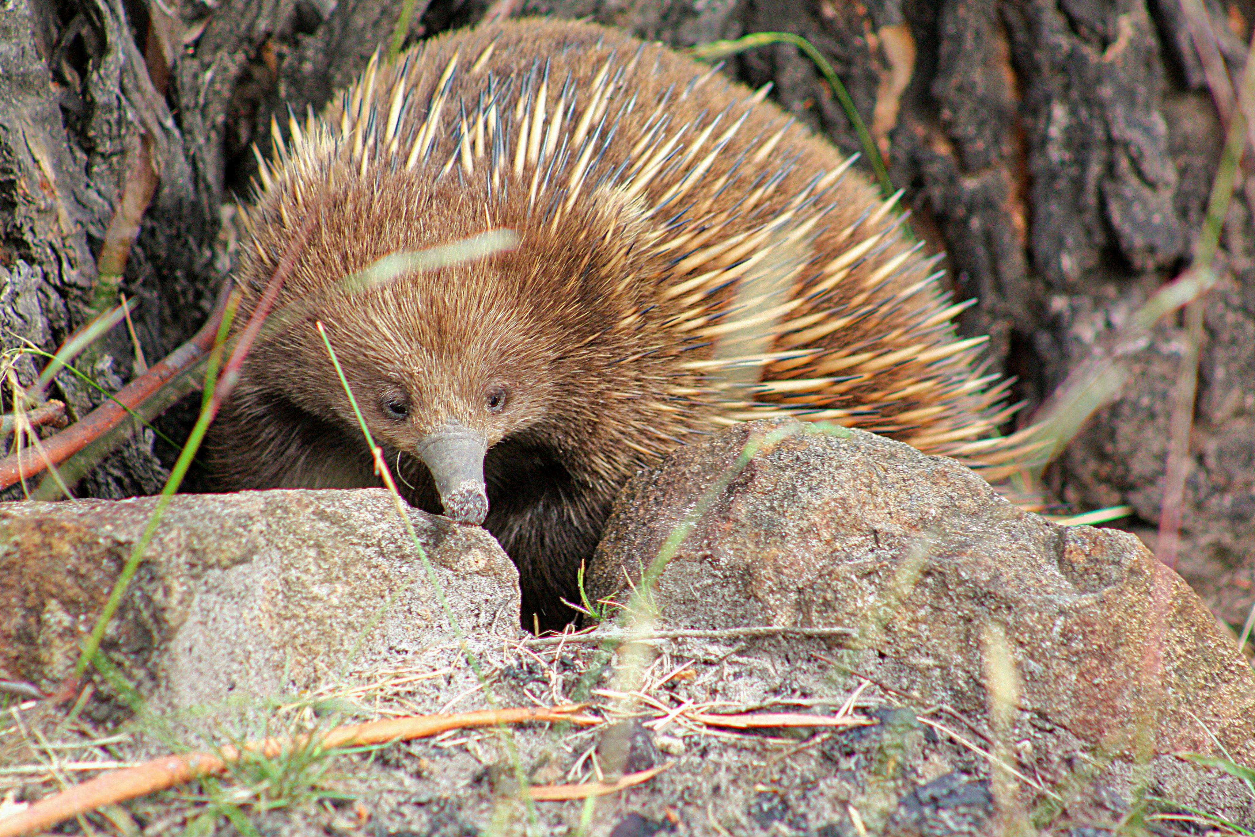 エキドナはギリシャ神話の生き物にちなんで名付けられました。エキドナは半分女性で、半分ヘビでした！