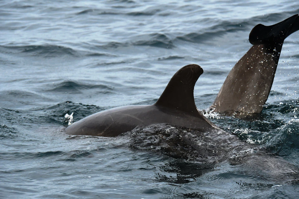 A dolphin partially submerged in the ocean, with its dorsal fin and back visible above the water's surface.