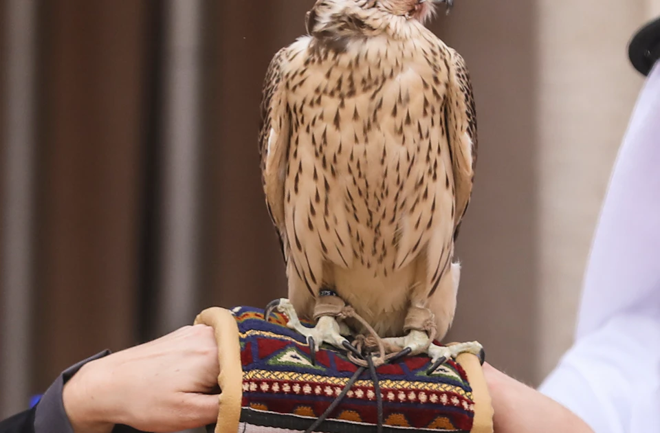 Three people sit at a table with a falcon perched on a woman's gloved hand. The table has a water bottle and glasses.