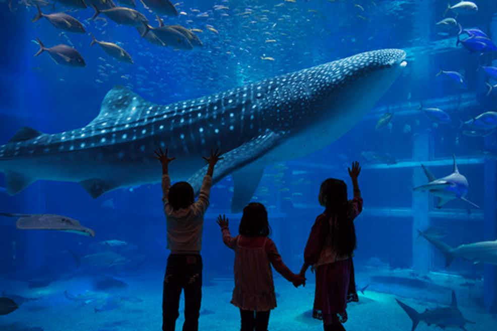 Biglietti Per Osaka Aquarium Kaiyukan Tiqets Biglietti Per Osaka Aquarium Kaiyukan Tiqets