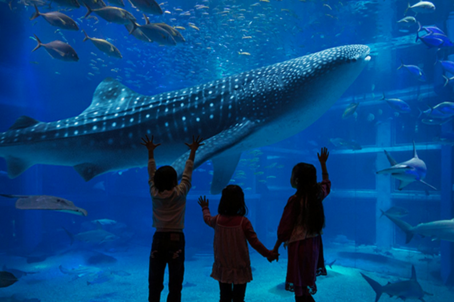 Get tickets for Osaka Aquarium Kaiyukan | Tiqets