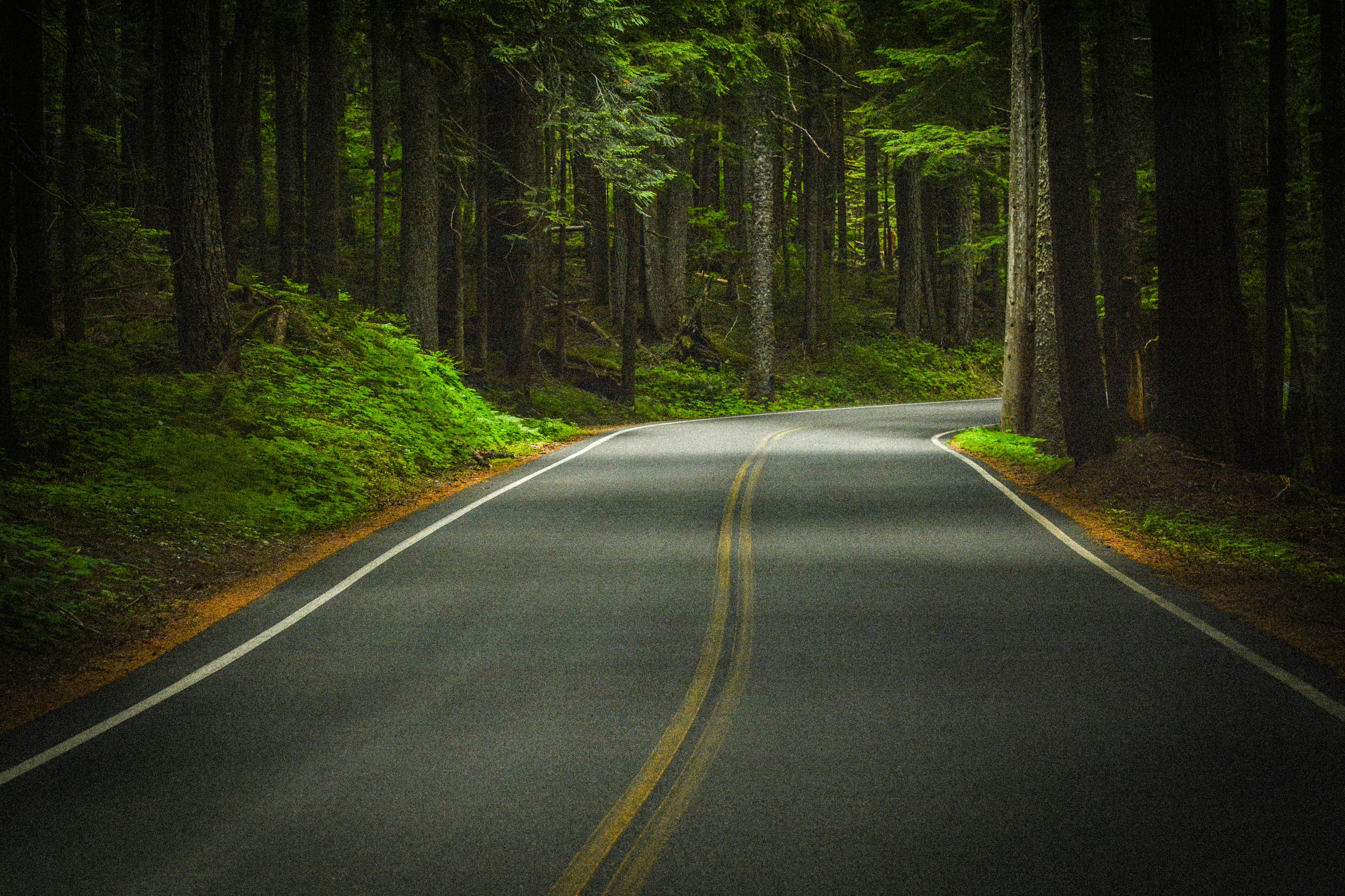 一条双黄线的蜿蜒道路穿过茂密的绿色森林。
