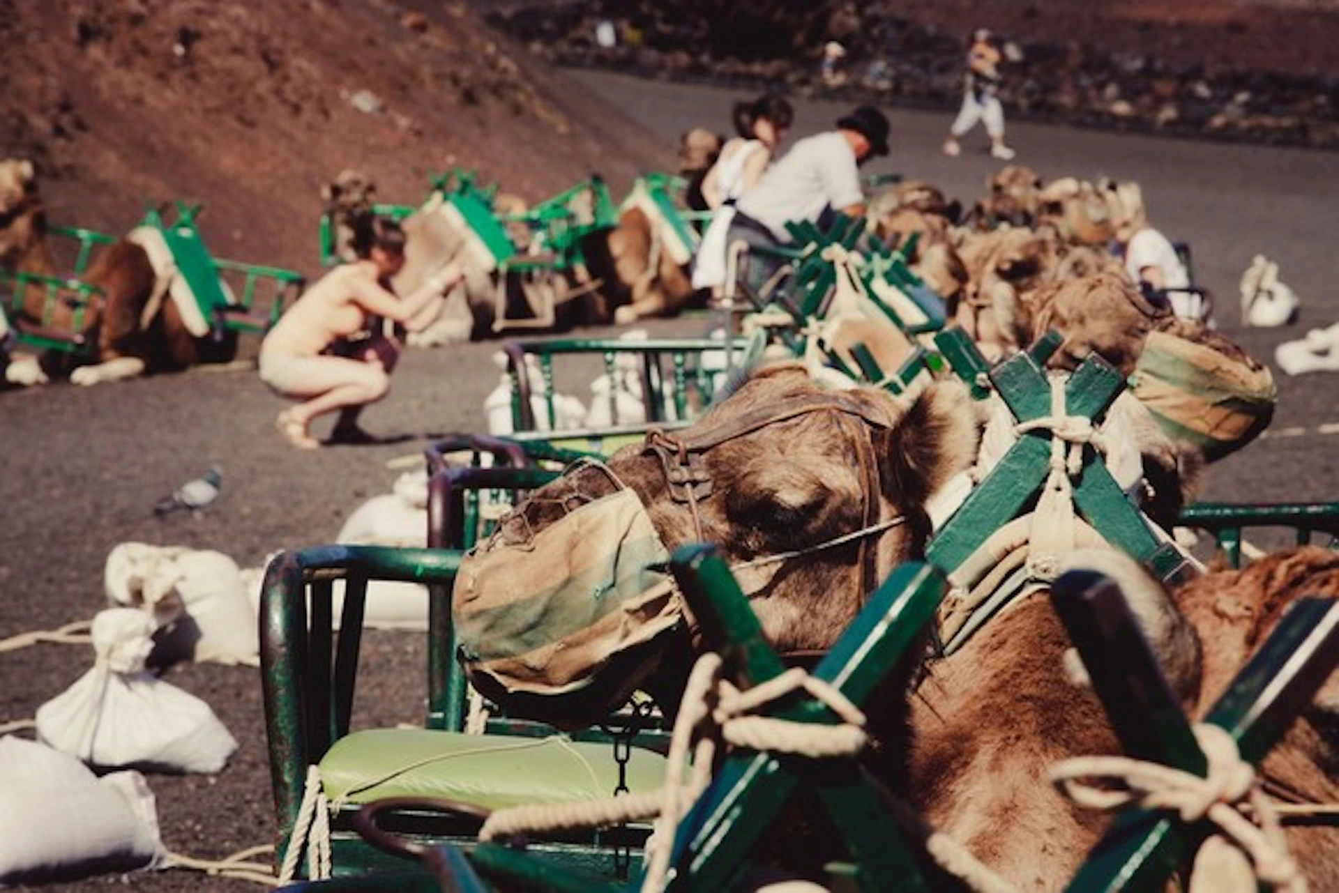 Camels are seated in metal frames with green seats, while people nearby in casual clothes are attending to them.